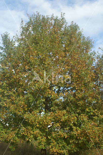 Zomereik (Quercus robur)