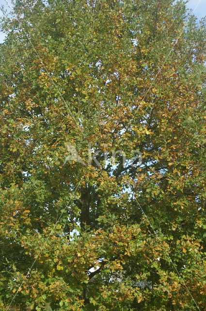 Zomereik (Quercus robur)