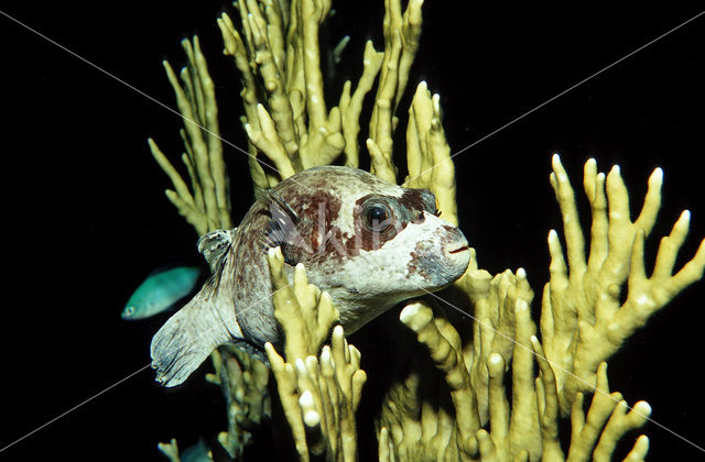 Blackspotted puffer (Arothron nigropunctatus)