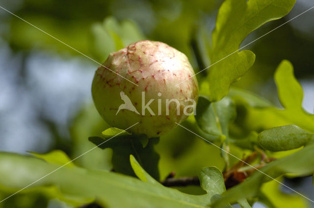 oak potato gall wasp (Biorrhiza pallida)