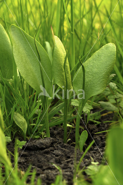 Adder’s Tongue (Ophioglossum vulgatum)