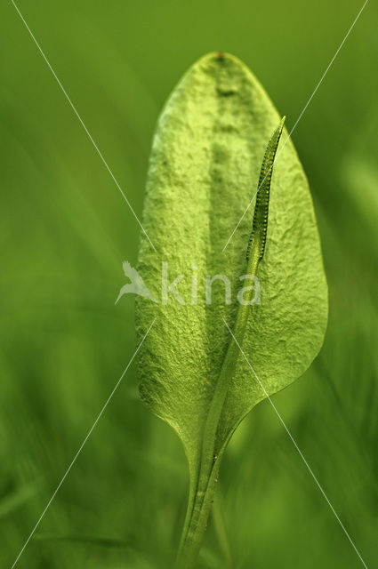 Adder’s Tongue (Ophioglossum vulgatum)