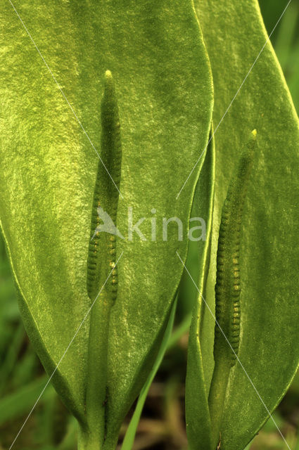 Addertong (Ophioglossum vulgatum)