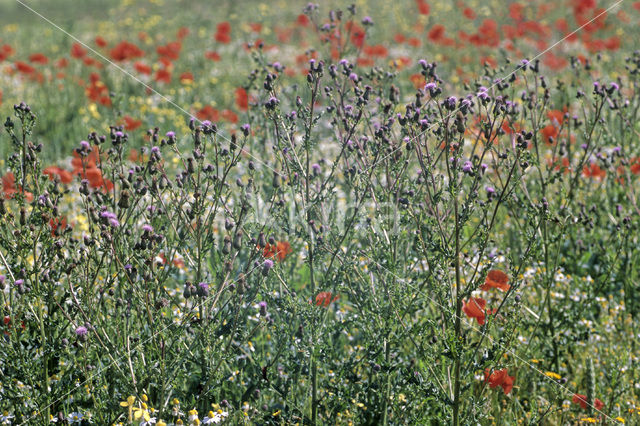 Creeping Thistle (Cirsium arvense)