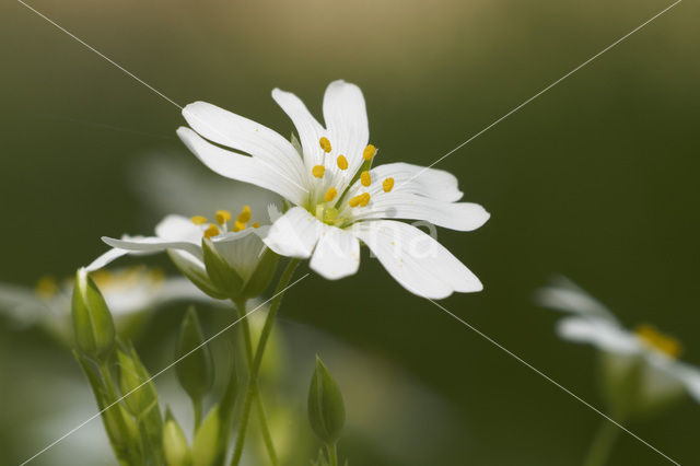 Akkerhoornbloem (Cerastium arvense)