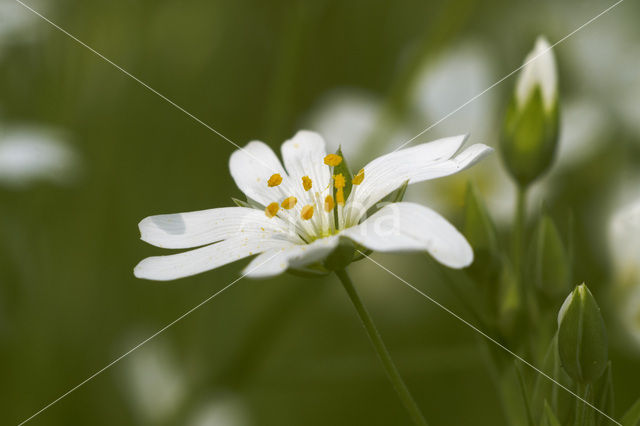 Akkerhoornbloem (Cerastium arvense)