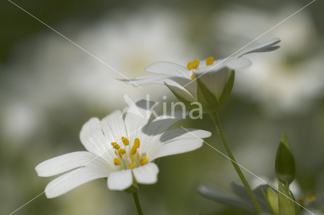 Akkerhoornbloem (Cerastium arvense)