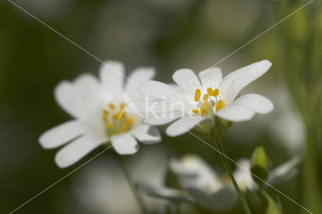 Akkerhoornbloem (Cerastium arvense)