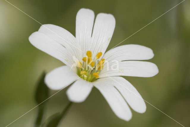 Akkerhoornbloem (Cerastium arvense)