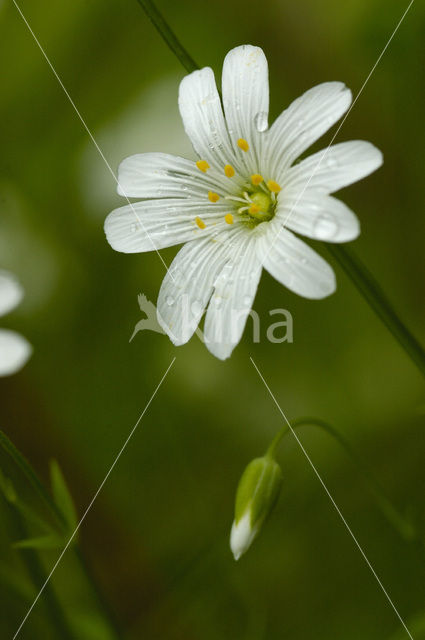 Akkerhoornbloem (Cerastium arvense)