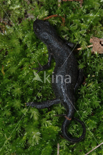 Alpine Newt (Ichthyosaura alpestris)