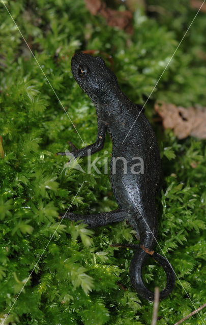 Alpine Newt (Ichthyosaura alpestris)