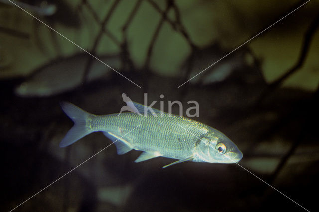 Bleak (Alburnus alburnus)