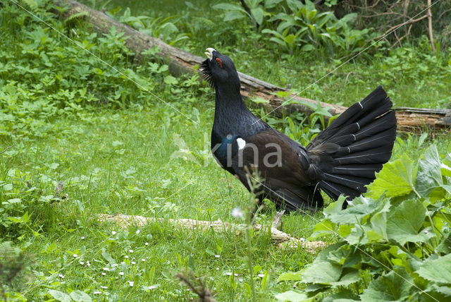 Auerhoen (Tetrao urogallus)