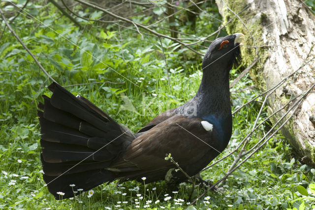 Eurasian Capercaillie (Tetrao urogallus)