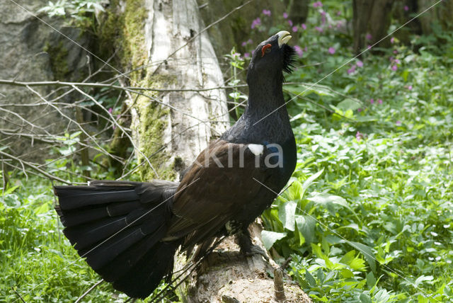 Eurasian Capercaillie (Tetrao urogallus)