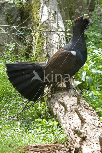Auerhoen (Tetrao urogallus)