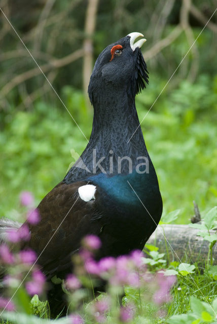 Eurasian Capercaillie (Tetrao urogallus)