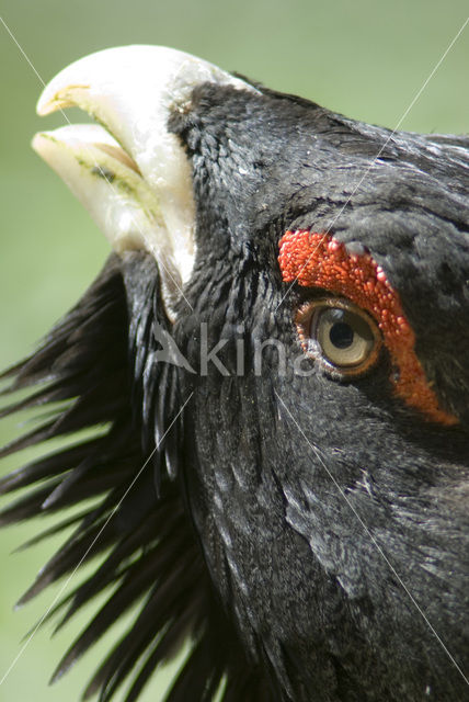 Eurasian Capercaillie (Tetrao urogallus)