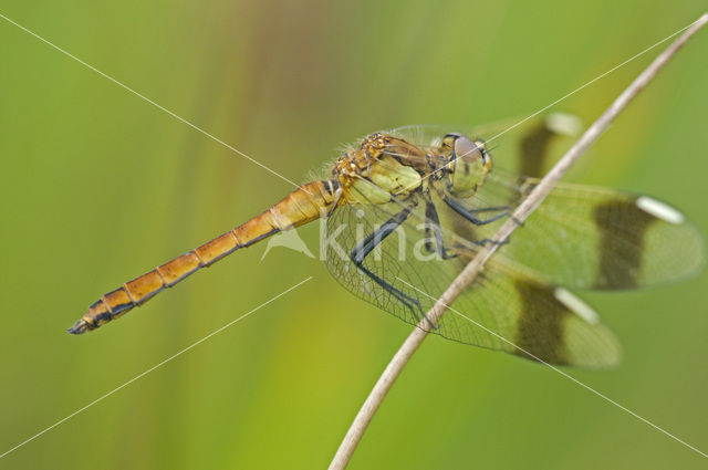 band-winged dragonfly (Sympetrum pedemontanum)