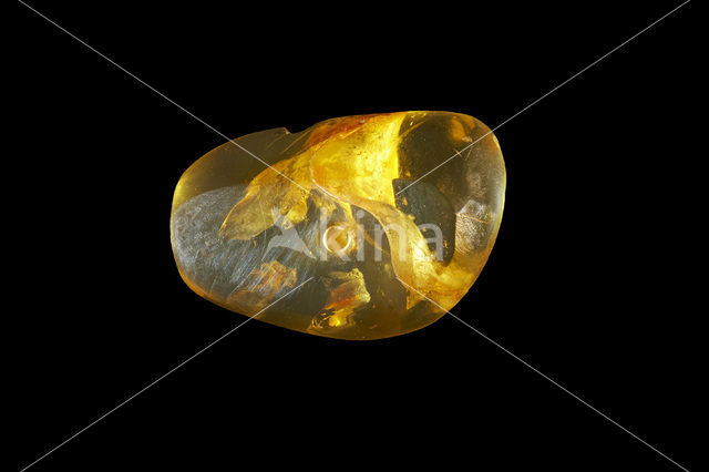 Amber
