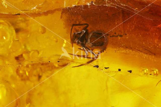 Amber