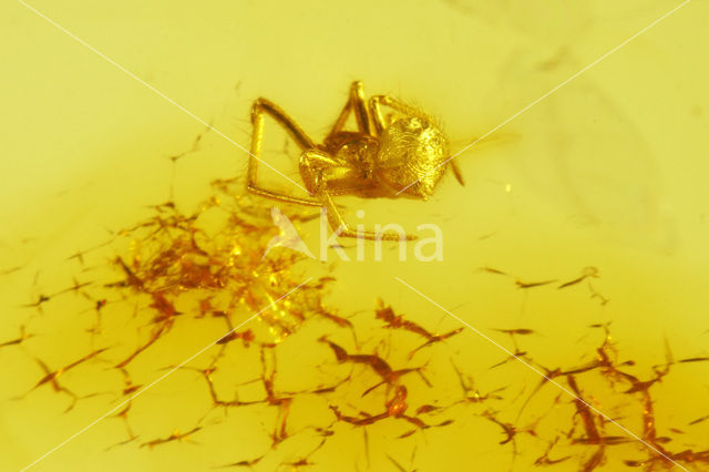 Amber