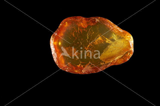 Amber