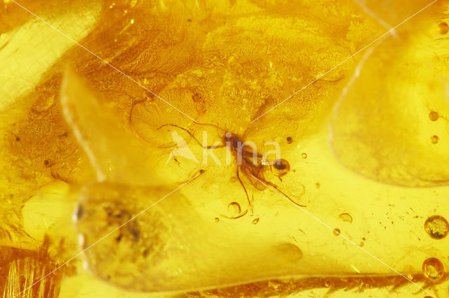 Amber