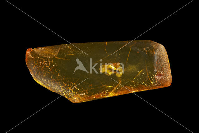 Amber