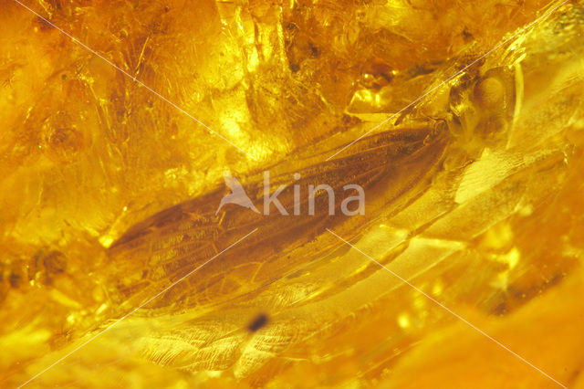 Amber