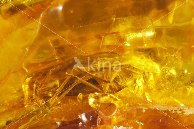 Amber