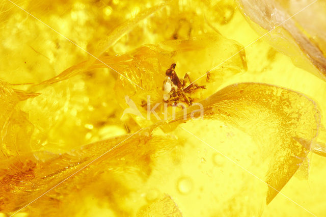 Amber