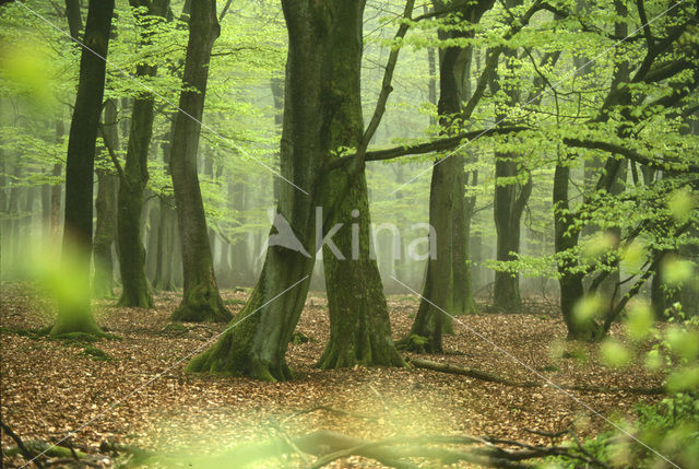 Beuk (Fagus spec.)