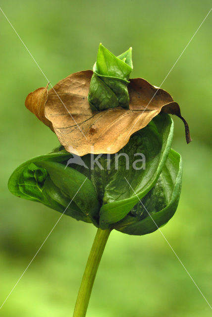 Beuk (Fagus sylvatica)