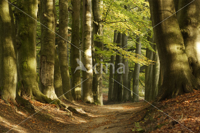 Beech (Fagus sylvatica)