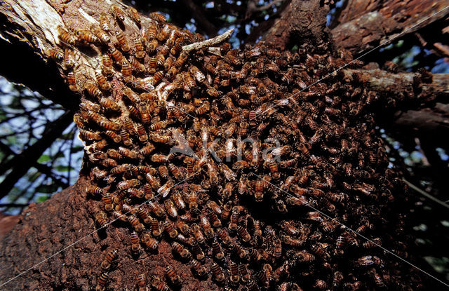 bee (Apis spec)