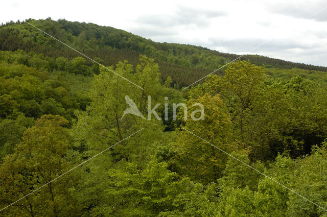 biosphere reserve Karstlandschaft Südharz