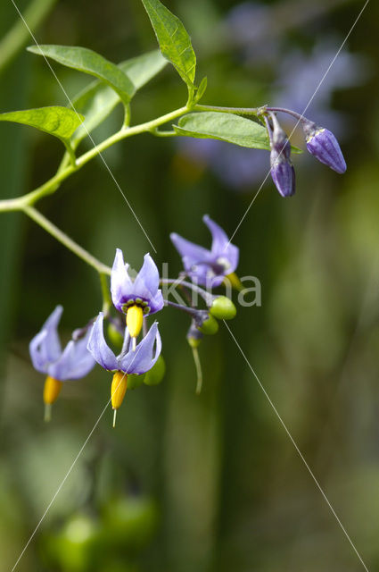 Bitterzoet (Solanum dulcamara)