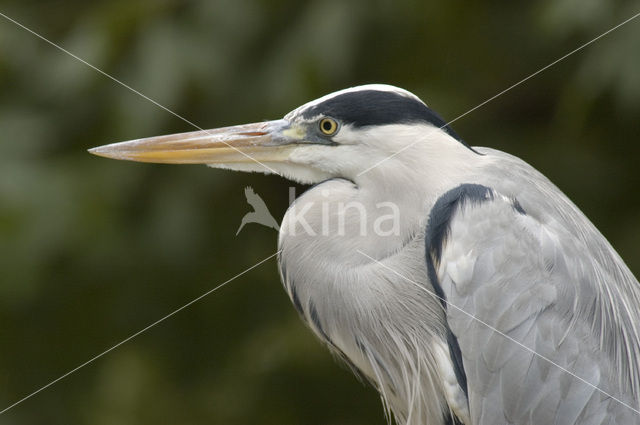 Grey Heron (Ardea cinerea)