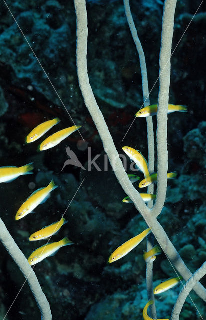 Bluehead (Thalassoma bifasciatum)