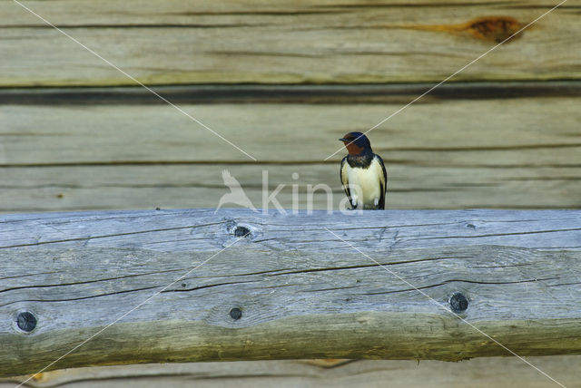 Boerenzwaluw (Hirundo rustica)