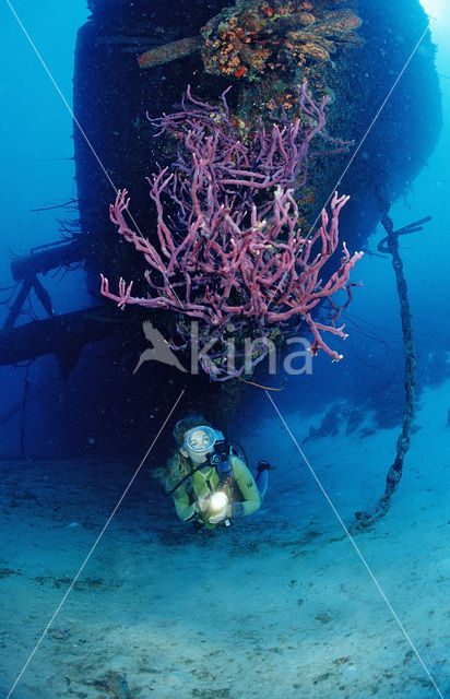 Bonaire National Marine Park