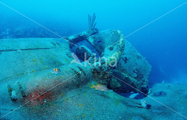 Bonaire National Marine Park