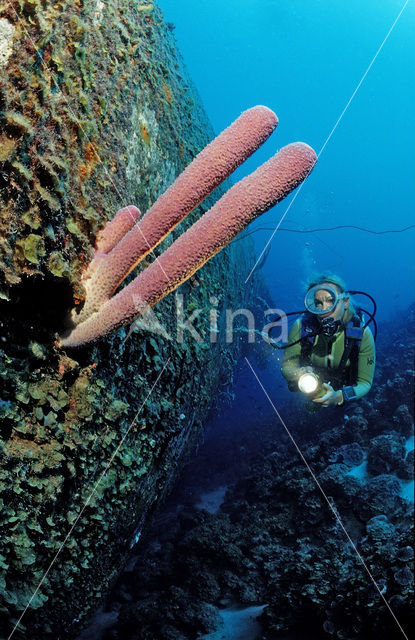 Bonaire National Marine Park