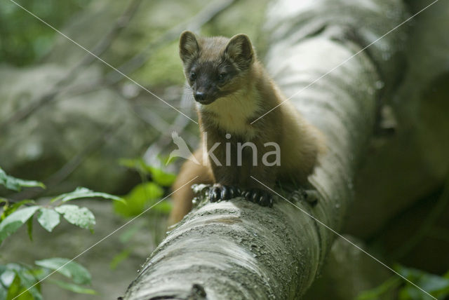 Pine Marten (Martes martes)