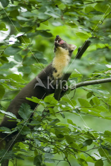 Pine Marten (Martes martes)