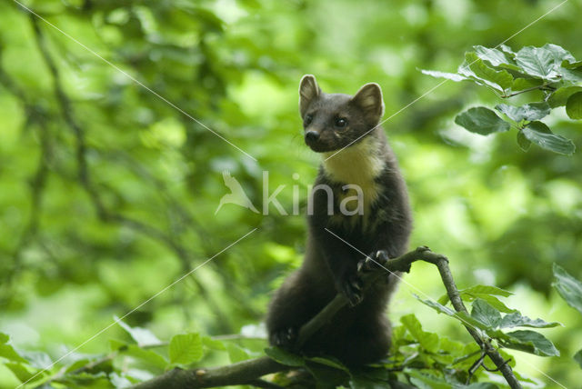 Pine Marten (Martes martes)