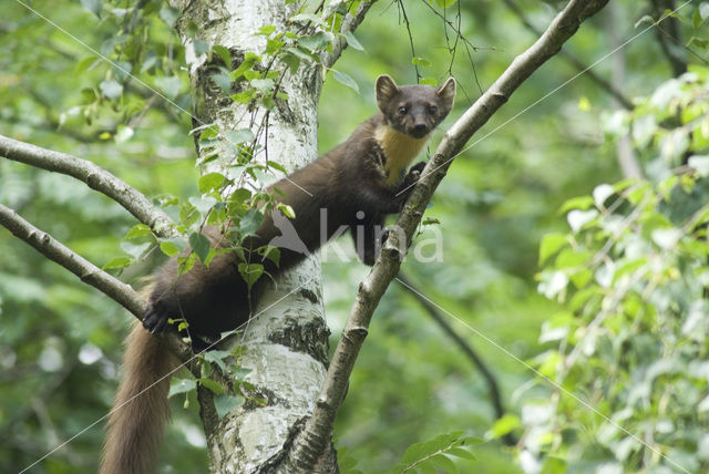 Pine Marten (Martes martes)