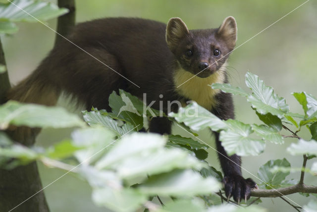 Pine Marten (Martes martes)